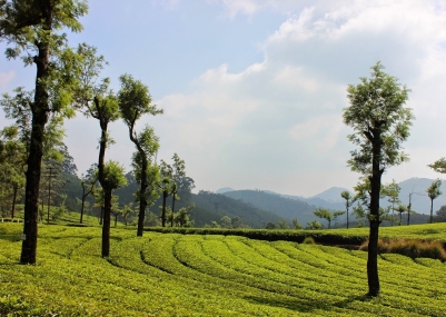 Kerala tour packages,Honeybee trips pvt ltd,Best Kerala tour packages from Bangalore,Best Kerala tour packages from RT Nagar,Best Kerala Honeymoon packages from Bangalore,Best travel agency in RT Nagar,Best Kerala trips from Bangalore,Best Kerala trips from RT Nagar,top 10 Kerala tour packages in RT Nagar,top 10 Kerala tour packages in Bangalore,Honeybeetrips,Kerala trips,Kerala packages,Honeybee trips Bangalore.
