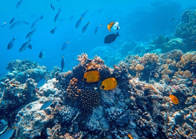 Thailand tour packages,Honeybee trips pvt ltd,Phuket Tour Packages,Best Thailand tour packages from Bangalore,Best Thailand tour packages from RT Nagar,Best Phuket tour packages from Bangalore,Best Phuket tour packages from RT Nagar,top 10 Thailand tour packages in RT Nagar,top 10 Phuket Tour Packages in RT Nagar Bangalore,Honeybeetrips,Thailand trips,Thailand packages,Phuket Package,Thailand Phuket Package Bangalore,Honeybeetrips,Honeybeetrips rt angar,Honeybee trips Bangalore.